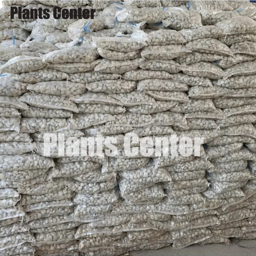 Plants Center T303 ยกกระสอบ 1kg/6-7kg. หินแม่น้ำ หินขาว หินกรวด สำหรับตกแต่งสวนและตู้ปลา thumbnail 3