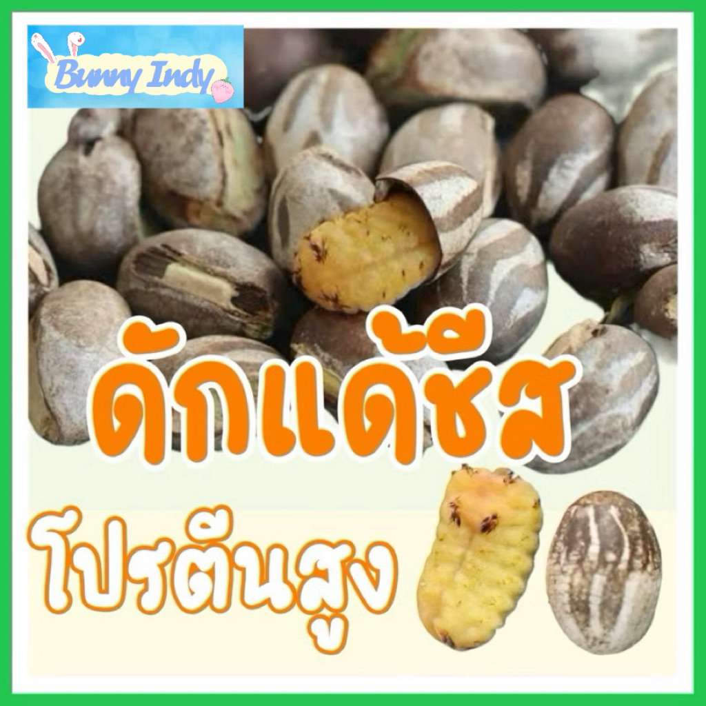 ดักแด้ชีส แสนอร่อย สำหรับสัตว์ฟันแทะทุกชนิด!