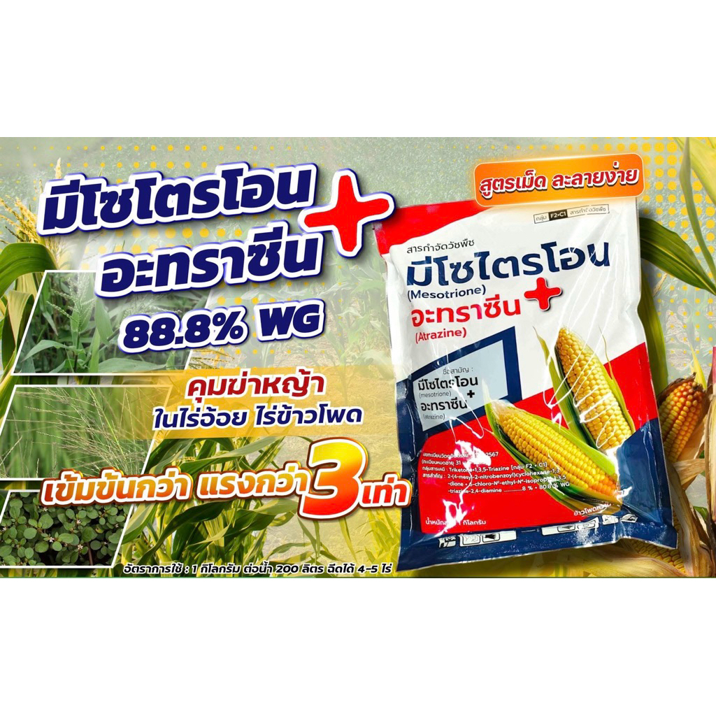 มีโซไตรโอน+อะทราซีน(ขนาด1กิโลกรัม)กำจัดวัชพืชใบแคบและใบกว้างในไร่ข้าวโพดและไร่อ้อย