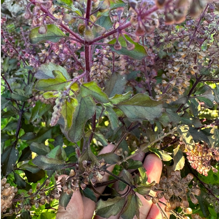 เมล็ดพันธุ์ กะเพราแดง ผักสวนครัว 900-2000 เมล็ด กลิ่นหอมจัด รสเผ็ดร้อน ใบสวยก้านแดง [10 แถม 1 คละได้]