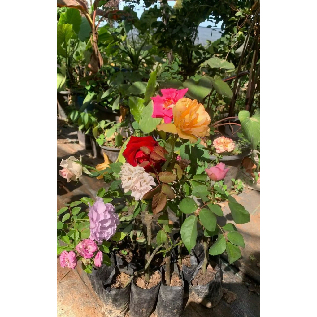 กุหลาบดอกสวยๆ ชุด 4️⃣ ต้น 9️⃣9️⃣บาท กิ่งติดตาสายพันธุ์ต่างประเทศ ดอกใหญ่ๆ💥 (คละสี) คุ้มค่าประยัด ปลูกลงกระถางได้เลย