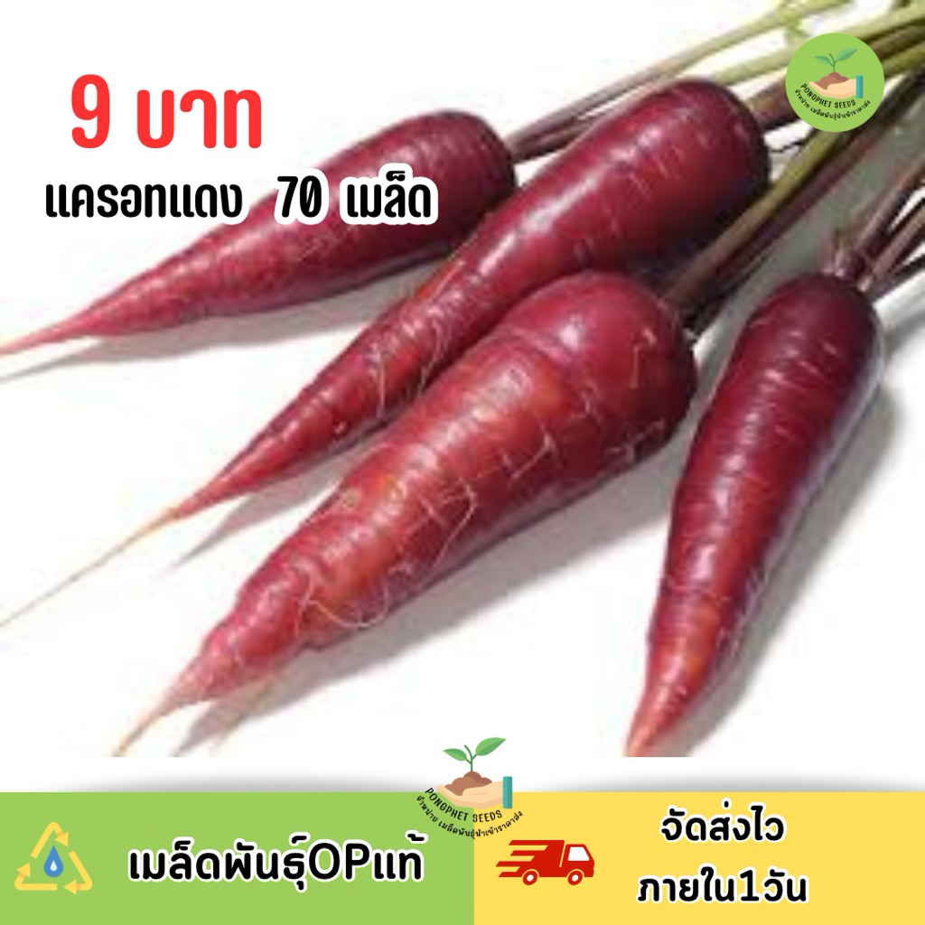 9 บาท แครอทแดง บรรจุ 70 เมล็ด