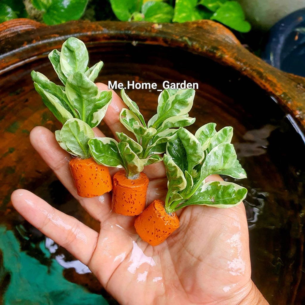 🌱🌱เกร็ดเเก้ว🌱🌱หลอดเซรามิกค์ตัดสด ชุดละ3หลอด