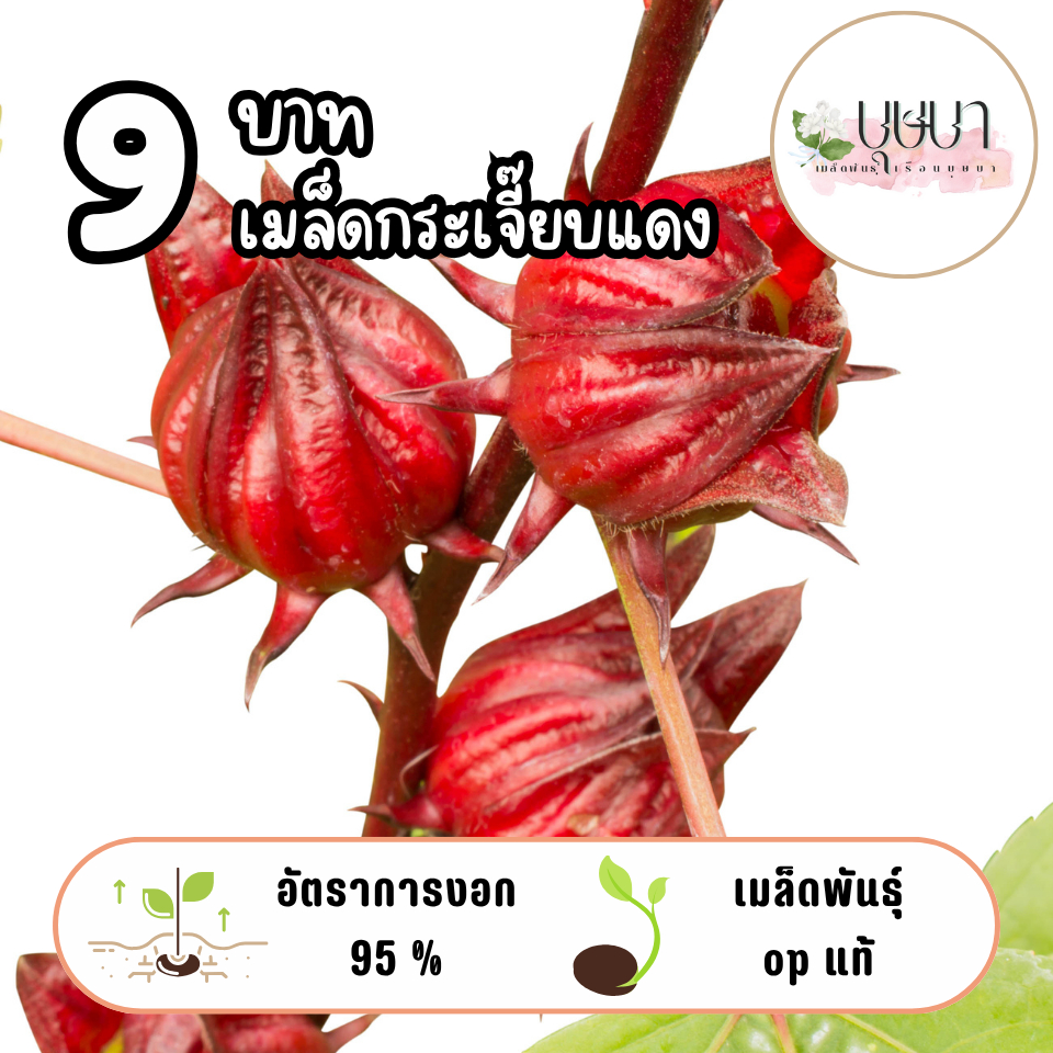 เมล็ดกระเจี๊ยบแดง 9บาท 50เมล็ด