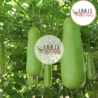 เมล็ดพันธุ์ฟักแฟง 9บาท 20เมล็ด