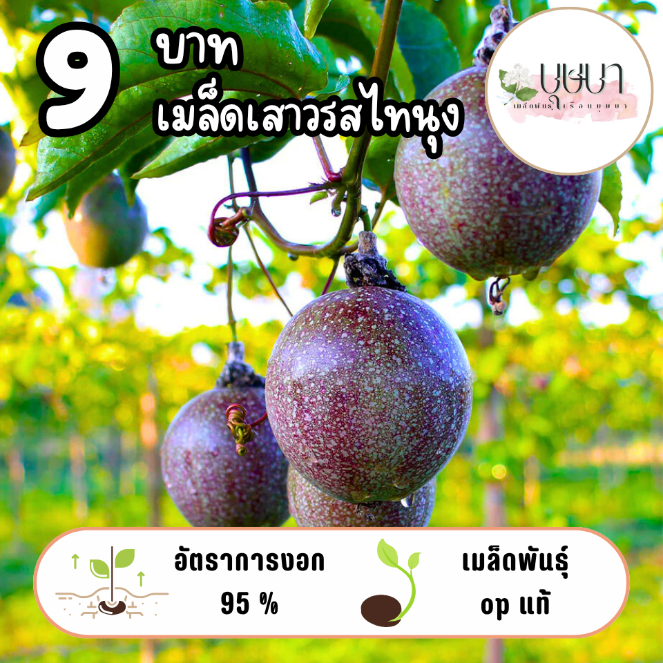 เมล็ดเสาวรสไทนุง 9บาท 10เมล็ด – โปรปัง