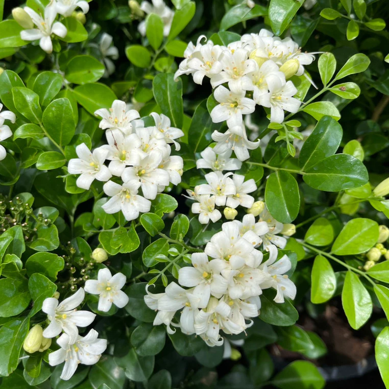 แก้วแคระ แก้วแคระพวงมณี ดอกหอมมาก ต้นกระทัดรัด Dwarf Murraya, Orange Jasmine