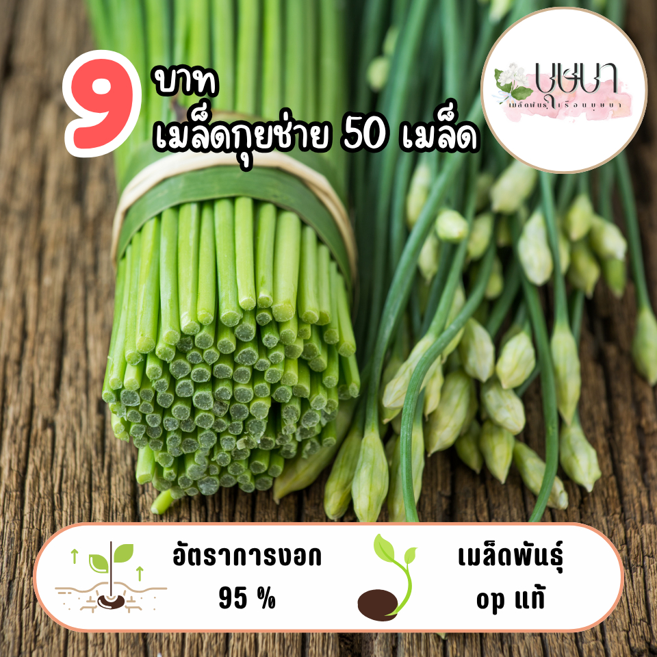 เมล็ดกุยช่าย 9บาท 50เมล็ด