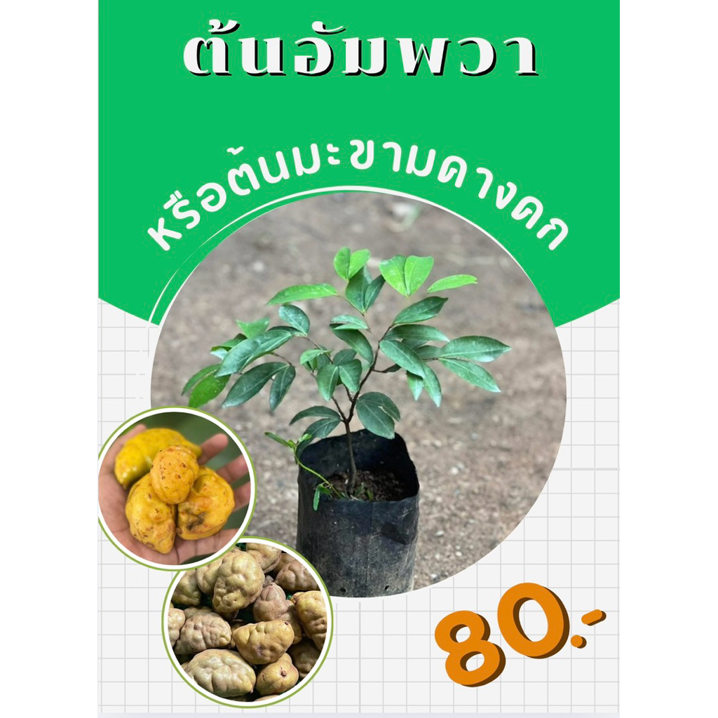 ต้นมะขามคางคกหรือต้นอัมพวา 🌱พร้อมปลูก🌱