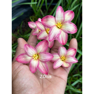 บัวดิน Z.Diva,ดิว่า 3หัว60บาท พันธุ์หัวเล็ก