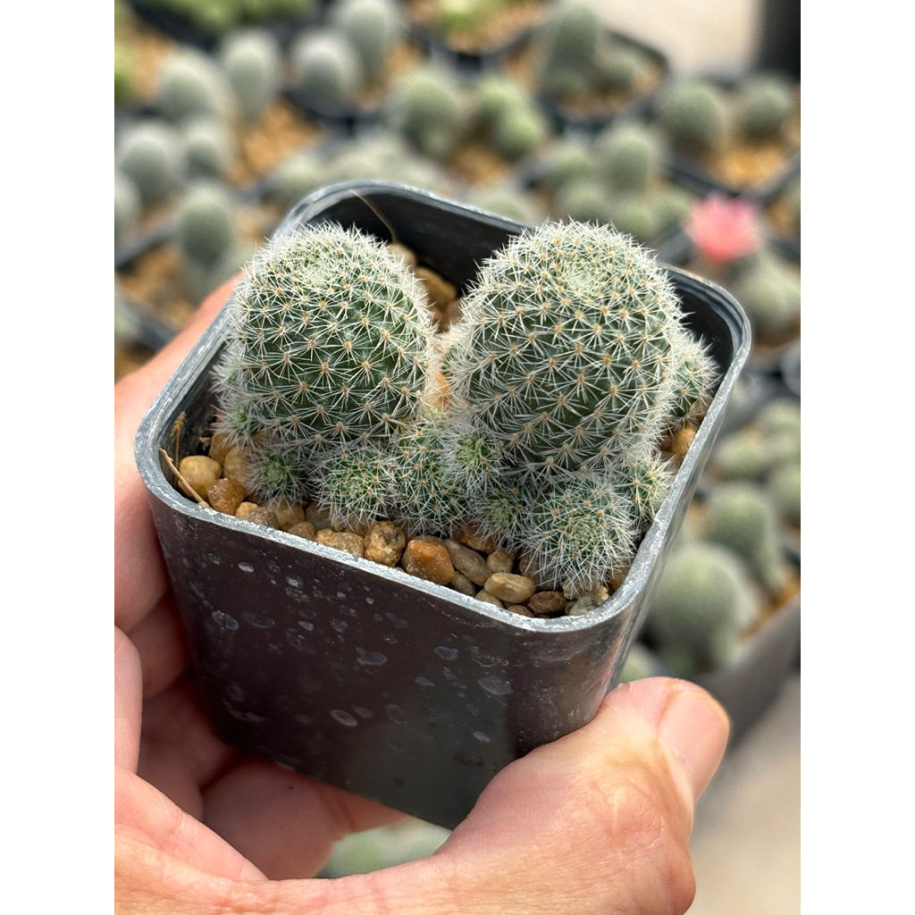 รีบูเทีย ฮอฟแมนนิอาย (Rebutia hoffmannii) ขนาดกระถาง 2 นิ้ว 🌵ส่งทั้งกระถาง