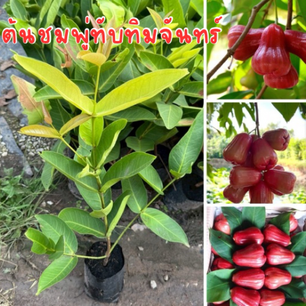 ต้นชมพู่ทับทิมจันทร์ กิ่งตอน พร้อมส่ง พร้อมปลูก