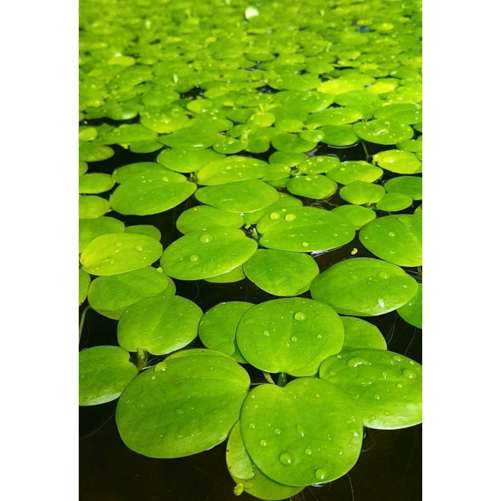 🍀เเม่พันธ์จอกญี่ปุ่น🍀ลอยน้ำมุ้งมิ้งๆน่ารัก,,🍀เลี้ยงง่ายโตเร็ว🍀ตู้ปลาอ่างปลา🍀5เเถม5...🌹🥀