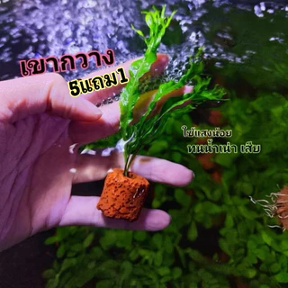 เขากวาง (เล็กแคระ )🌿ซื้อ5แถม1