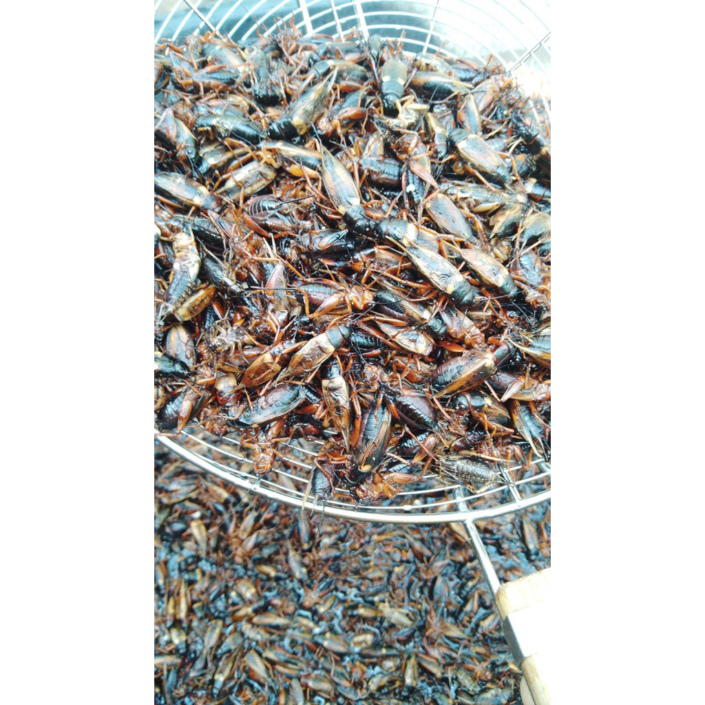 พร้อมส่ง จิ้งหรีดไข่แช่แข็ง
