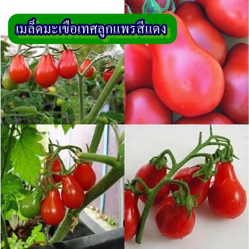 50+ เมล็ด เมล็ดมะเขือเทศลูกแพรสีแดง (ปลูกง่าย ออกผลดกเป็นพวงช่อ รสชาติเปรี้ยวอมหวาน รูปร่างทรงลูกโบลลิ่ง ผลสีแดงสวย)