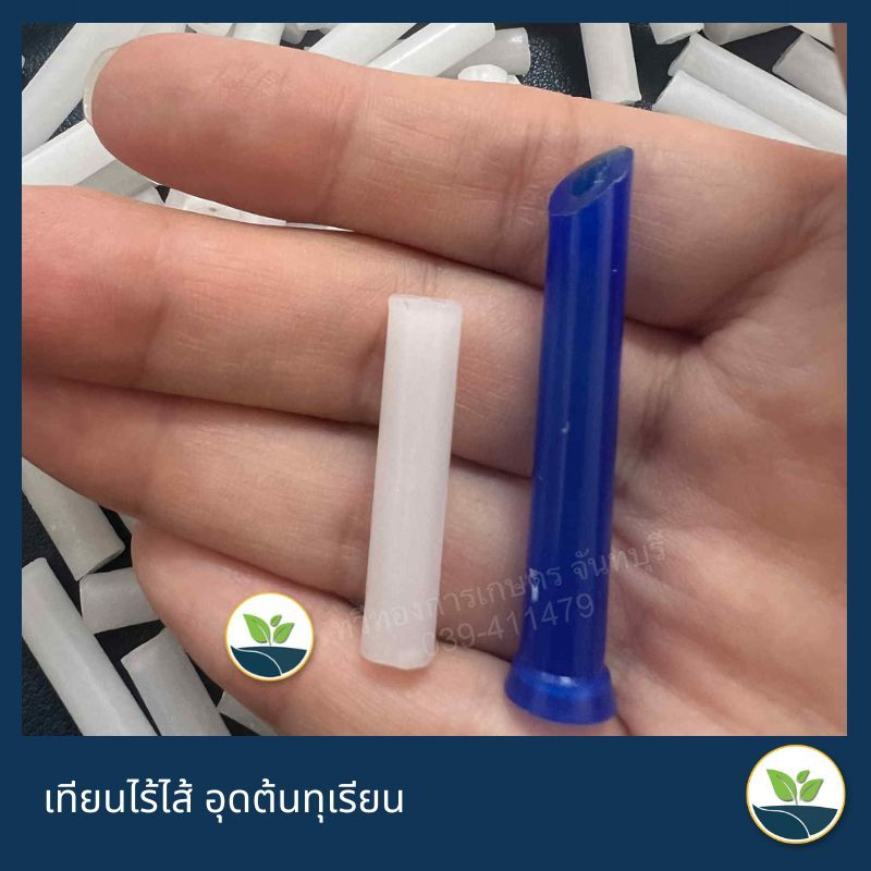 เทียนอุดรูฝังเข็มต้นทุเรียน 40บ. 60แท่ง  เทียนไร้ไส้ เทียนอุดต้นทุเรียน