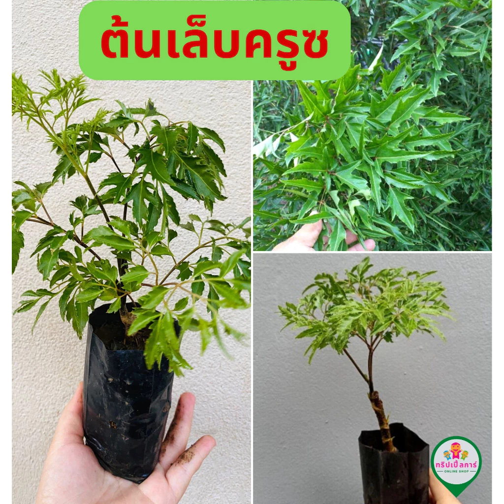เล็บครุฑทอดมัน ต้นเล็บครุฑ ชำถุงดำ พร้อมปลูก