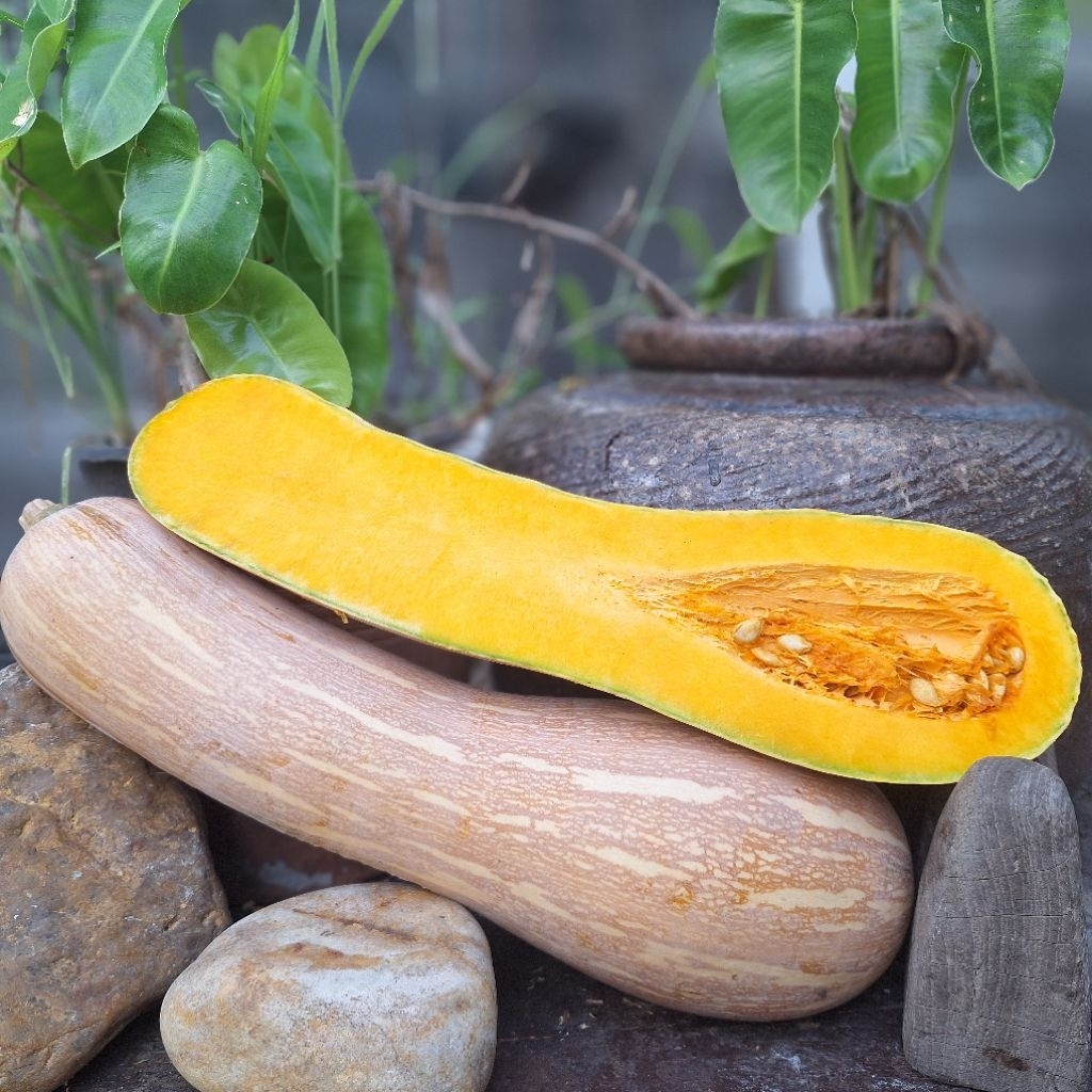 ฟักทองสายพันใหม่เงือกใบเตยเมล็ดพันธุ์พื้นเมือง - รูปที่ 2