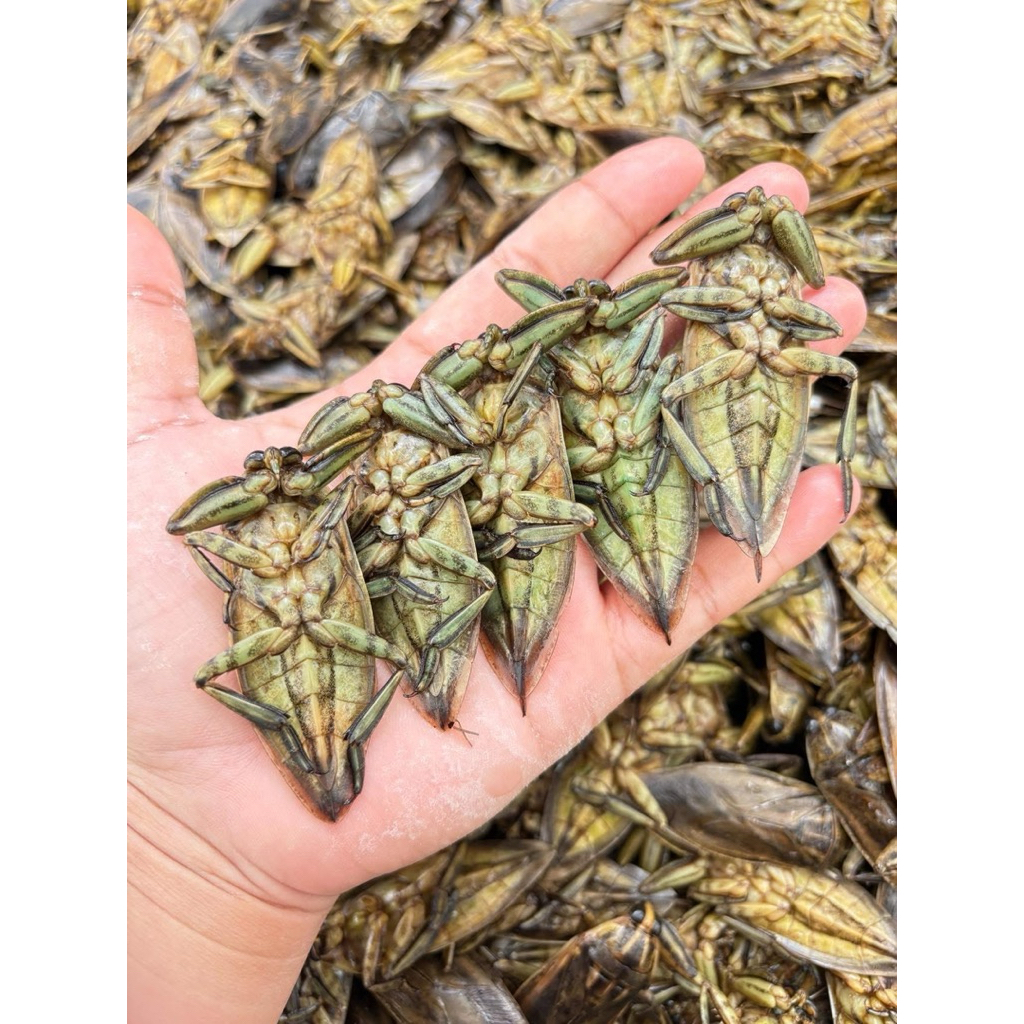 แมงดาตาแดง+แมงดา 4 ตัว อุทัยธานี By.คุณจ๊ะ 500 กรัม - รูปที่ 4