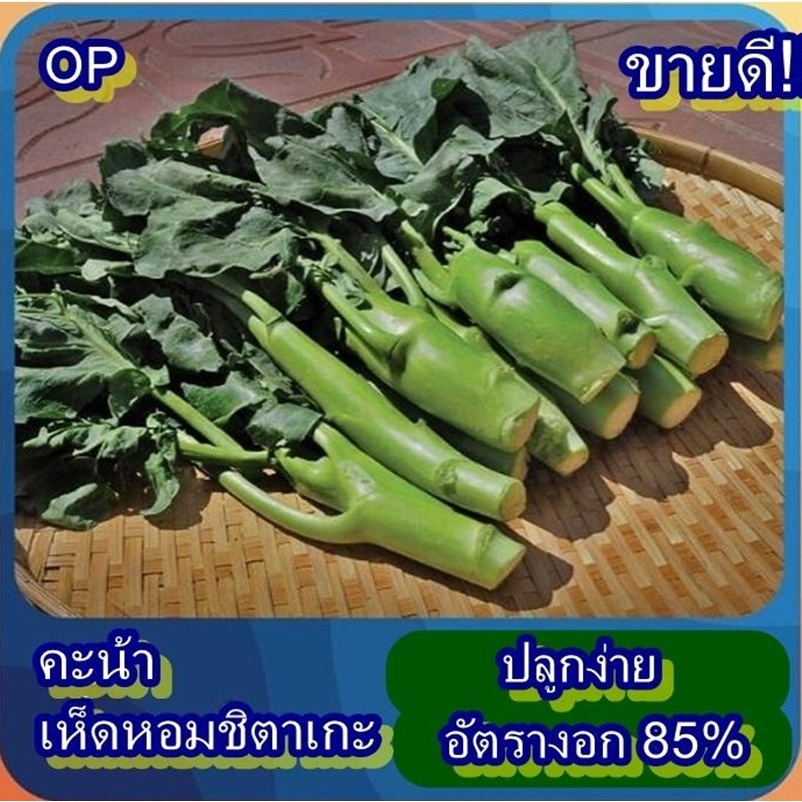 400+ เมล็ด เมล็ดคะน้าเห็ดหอมชิตาเกะ (อัตรางอก 85% ปลูกง่าย ลำต้นอวบ ตรง ใหญ่ รสชาติหวานกรอบอร่อย ทานได้ทั้งลำต้นและใบ)
