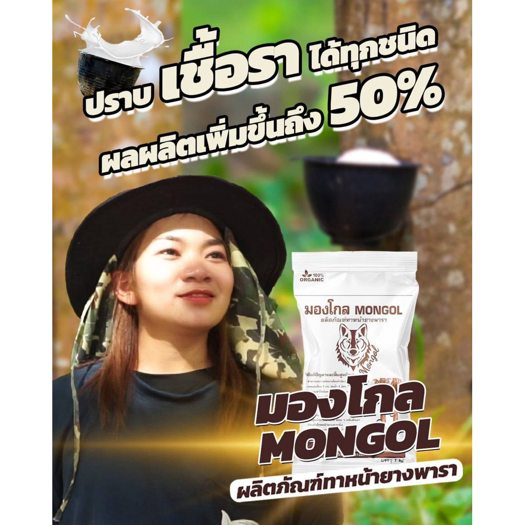 มองโกล ผลิตภัณฑ์กำจัดเชื้อรา ในต้นยางพารา หน้ายางพารา ช่วยบำรุงต้นยางพาราให้แข็งแรง