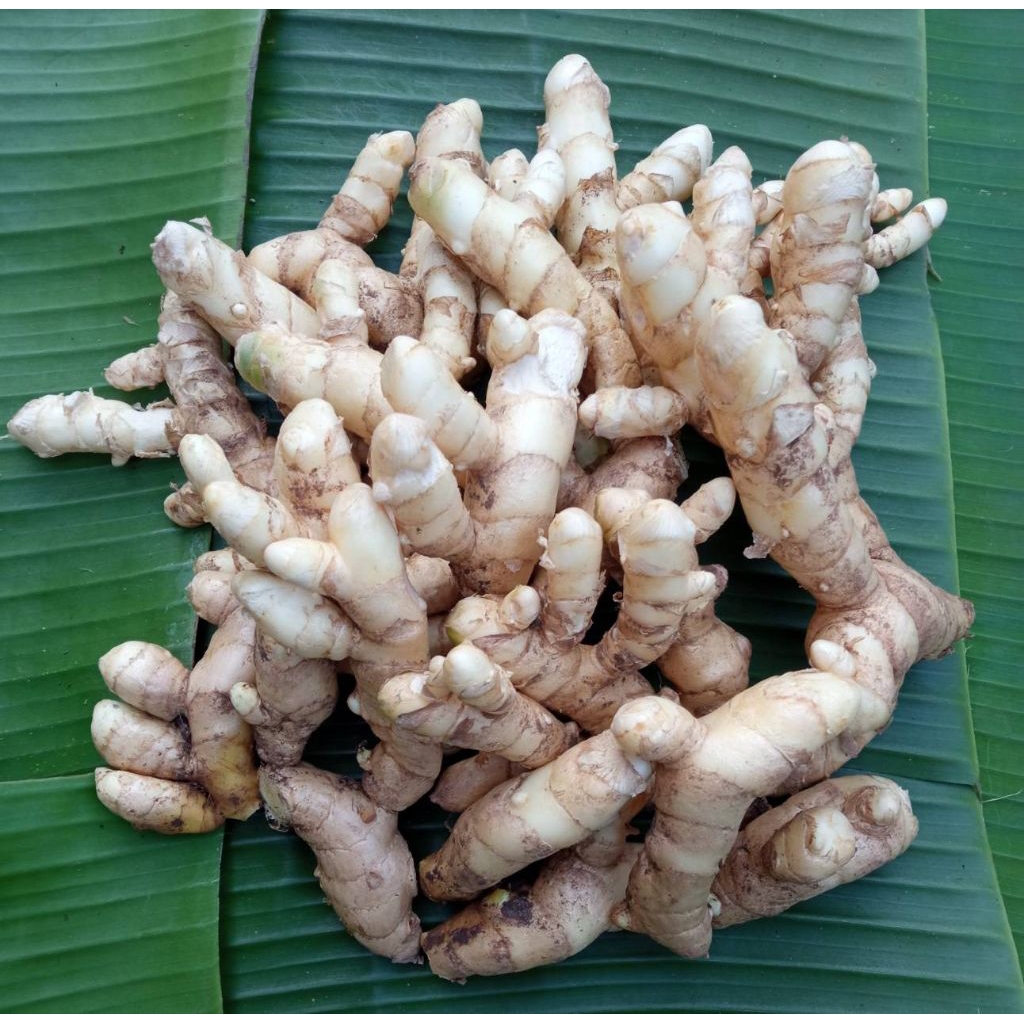 ขมิ้นขาว กิโลกรัม 69 บาท ปลอดสารเคมี ออร์แกนิค 100%