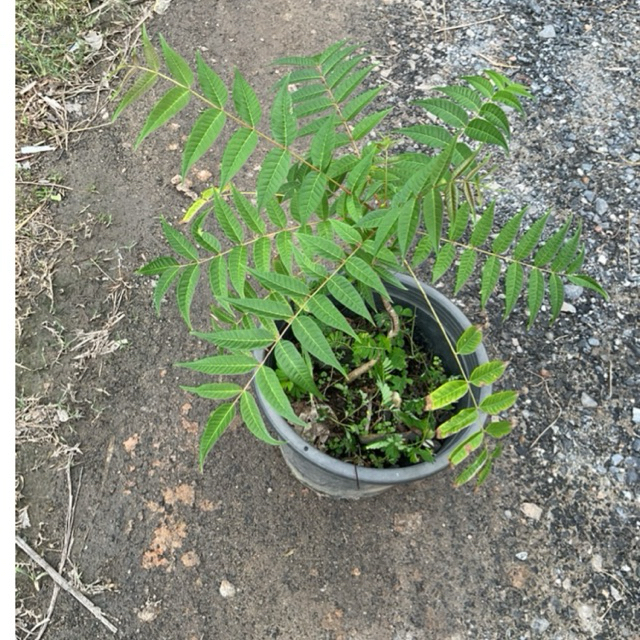 เชียงชุน (香椿) หรือที่รู้จักกันในชื่อ Chinese Toon หรือ Toona sinensis (กระถาง8นิ้ว)