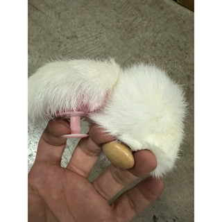 พู่ปัดแป้งขนกระต่าย ไว้สำหรับปัดแป้ง ก่อนตัดผมชาย