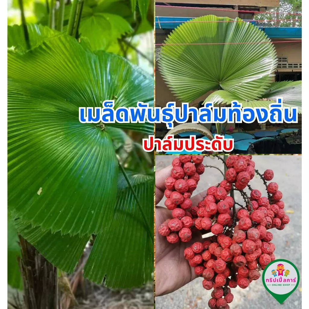 ปาล์มพัด เมล็ดพันธุ์ปาล์มประดับ ชุด 20 เมล็ด