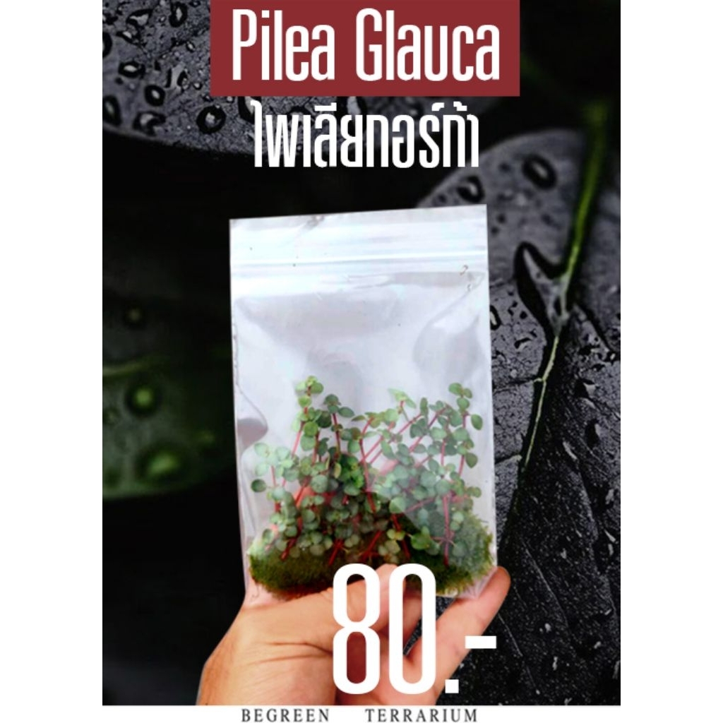 ไพเลีย กอร์ก้า Pilea Gluaca (ตัดสด)