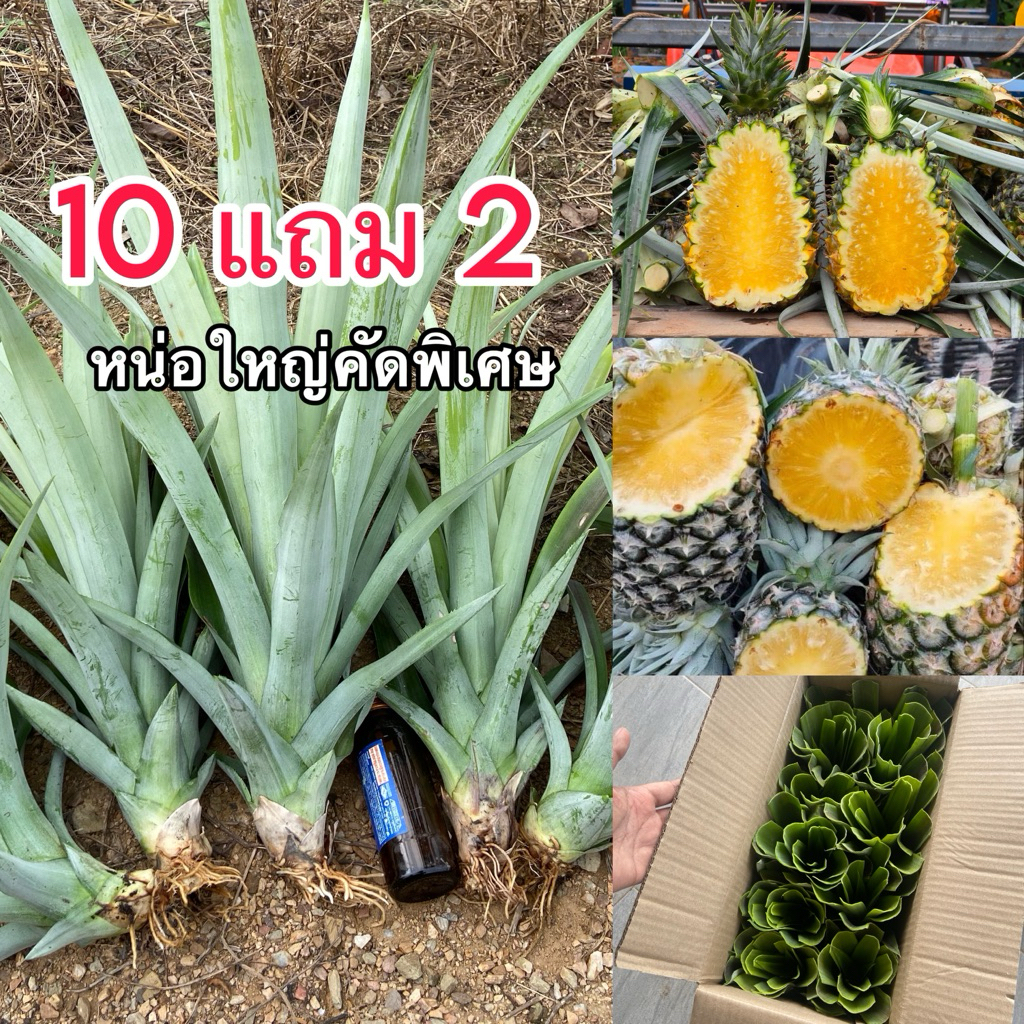 10แถม2 หน่อสับปะรดปัตตาเวีย คัดใหญ่พิเศษ