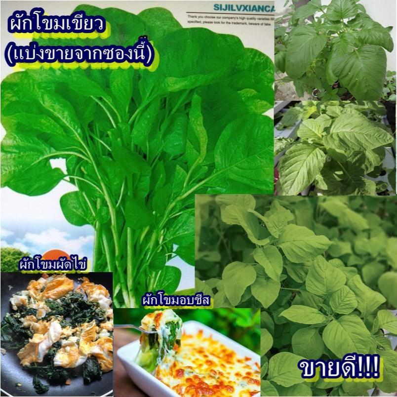 2,200+ เมล็ด เมล็ดผักโขมเขียว (ปลูกง่ายมาก ต้นและใบสีเขียว รสชาติออกหวานหน่อย ๆ ไม่ขม ทานได้ทั้งลำต้นและใบ)