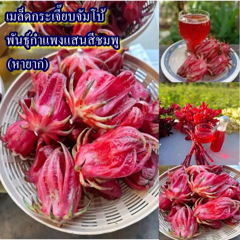40+ เมล็ด เมล็ดกระเจี๊ยบจัมโบ้ พันธุ์กำแพงแสนสีชมพู (หายาก ผลใหญ่จัมโบ้ รสชาติเปรี้ยว ปลูกง่ายชอบแดด ออกฝักดก)