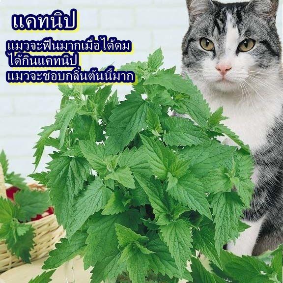 500+ เมล็ด เมล็ดแคทนิป (แมวจะฟินมากเมื่อได้ดม ได้กินแคทนิป แมวจะชอบกลิ่นต้นนี้มาก บางคนเรียกว่ากัญชาแมว)