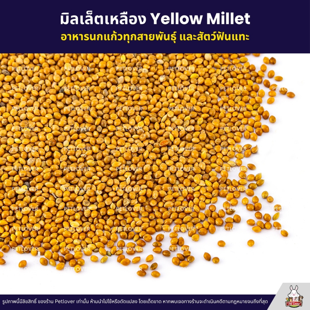 (5KG/10KG) มิลเล็ตเหลือง Yellow Millet เกรด A อาหารนกแก้ว และสัตว์ฟันแทะ ใหม่ สด สะอาด ร่อนฝุ่นทุกถุง ราคา ถูกที่สุด ดีลบีเคเค แกลเลอรีภาพที่ 3
