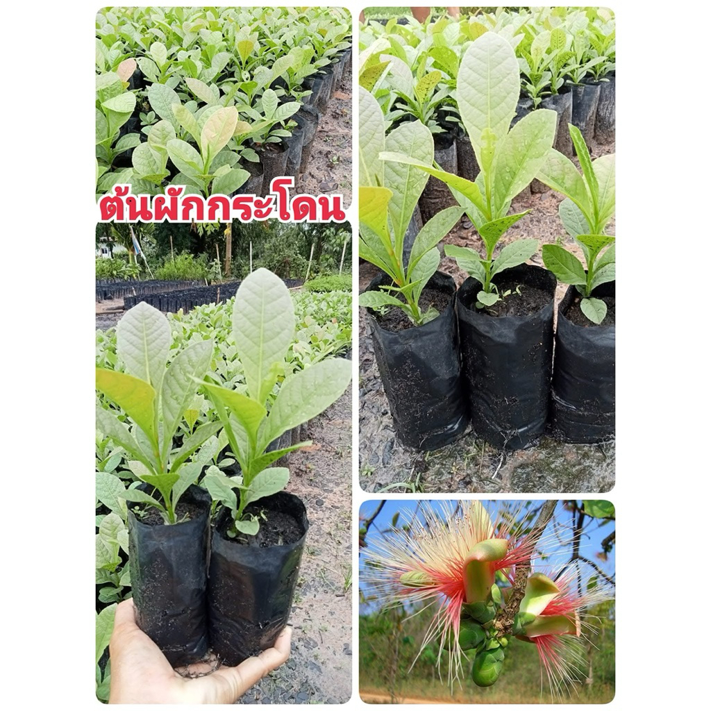 ☘️ต้นผักกระโดนป่า🍀 เพราะเมล็ดต้นสูงประมาณ 20 ถึง 30 เซนติเมตรพร้อมปลูก