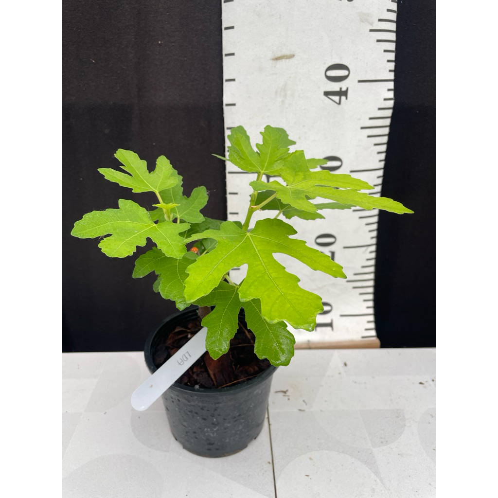 มะเดื่อฝรั่ง Fig พันธุ์ LDA  Longue d’ Aout