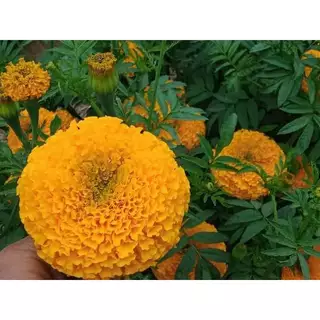 ต้นกล้าดาวเรือง 50 ต้นสายพันธุ์ดอกใหญ่ (พร้อมปลูก) สีทองเข้ม