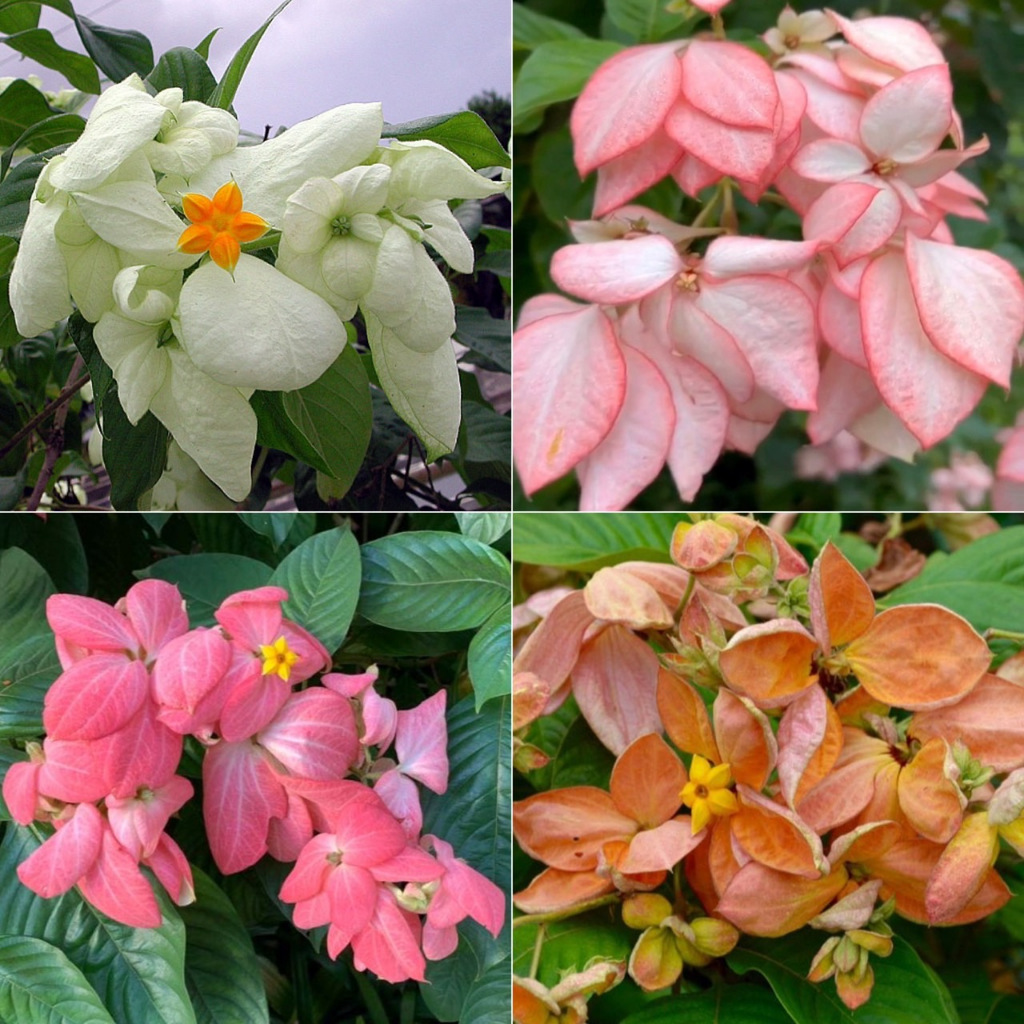 ดอนญ่า ไม้ดอกเป็นพวงน่ารัก มีสีสวยๆให้เลือกหลายสี Mussaenda