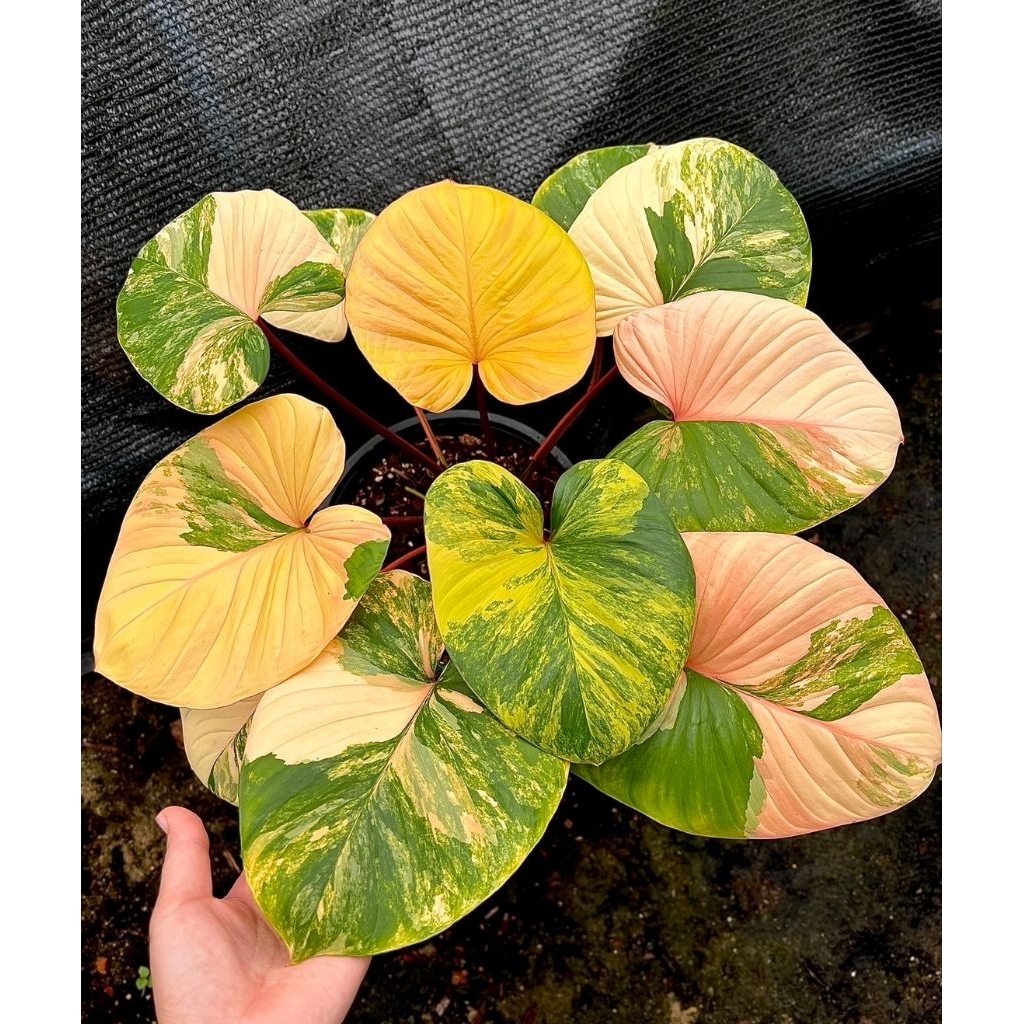 บุษราคัมด่างเหลืองพีช/กระถาง3