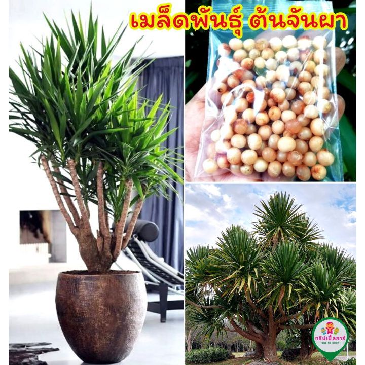 เมล็ดพันธุ์ ต้นจันผา ไม้พุ่ม ตกแต่งสวน หายากปลูกไว้ประดับสวนเพิ่มบรรยากาศป่าในเมือง