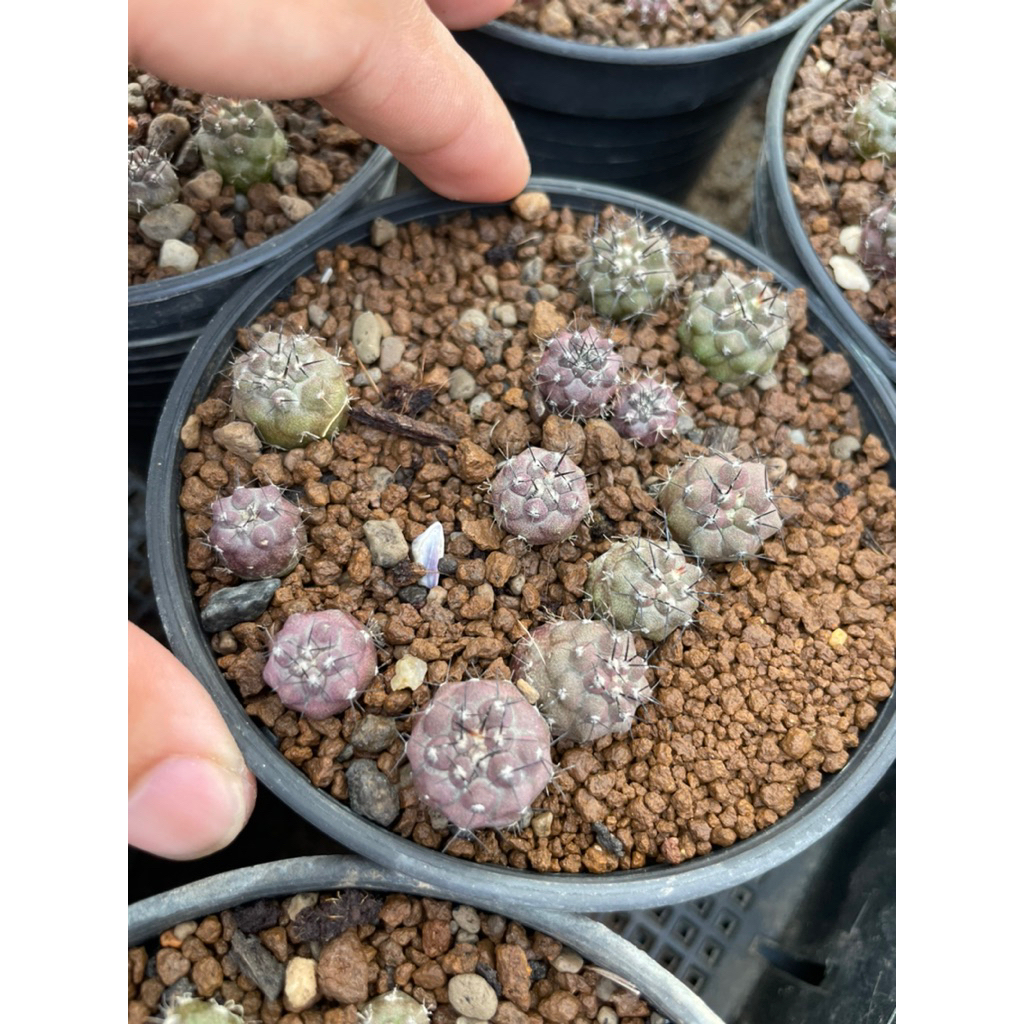copiapo cinerea  เพาะเมล็ด อายุ6เดือน ขนาด1-1.2cm