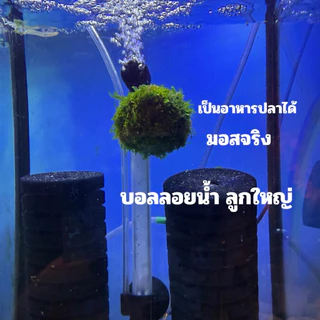 บอลลอยน้ำ (🪼) แต่งตู้ปา