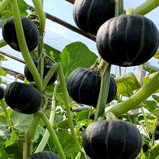 เมล็ดพันธุ์ ฟักทองญี่ปุ่น ชิโระคุโระ Shiro Kuro Kabocha Squash F1 Seed 5 เมล็ด คุณภาพดี ของแท้ 100%