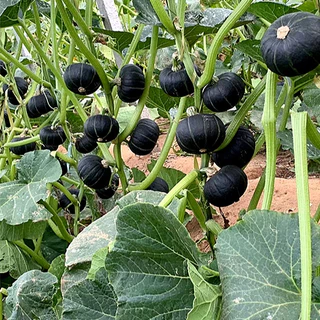 เมล็ดพันธุ์ ฟักทองญี่ปุ่น ชิโระคุโระ Shiro Kuro Kabocha Squash F1 Seed 5 เมล็ด คุณภาพดี ของแท้ 100%