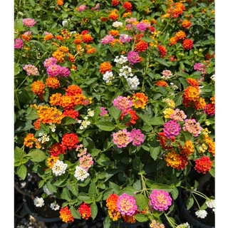 ผกากรองแฟนซี เสียบยอด มีหลายสีในต้น สวยมากๆ Lantana camara, tick berry
