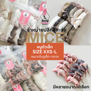หนูแช่แข็ง Mice อาหารสำหรับงูเล็ก - กลาง จำหน่ายปลีกและส่ง มีหลายขนาด SIZE XXS-L