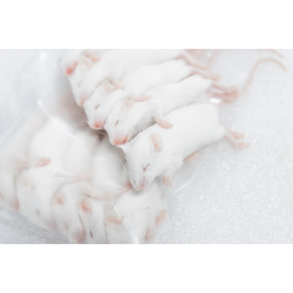 หนูแช่แข็ง Mice อาหารสำหรับงูเล็ก – กลาง จำหน่ายปลีกและส่ง มีหลายขนาด SIZE XXS-L ราคา ถูกที่สุด ดีลบีเคเค แกลเลอรีภาพที่ 8