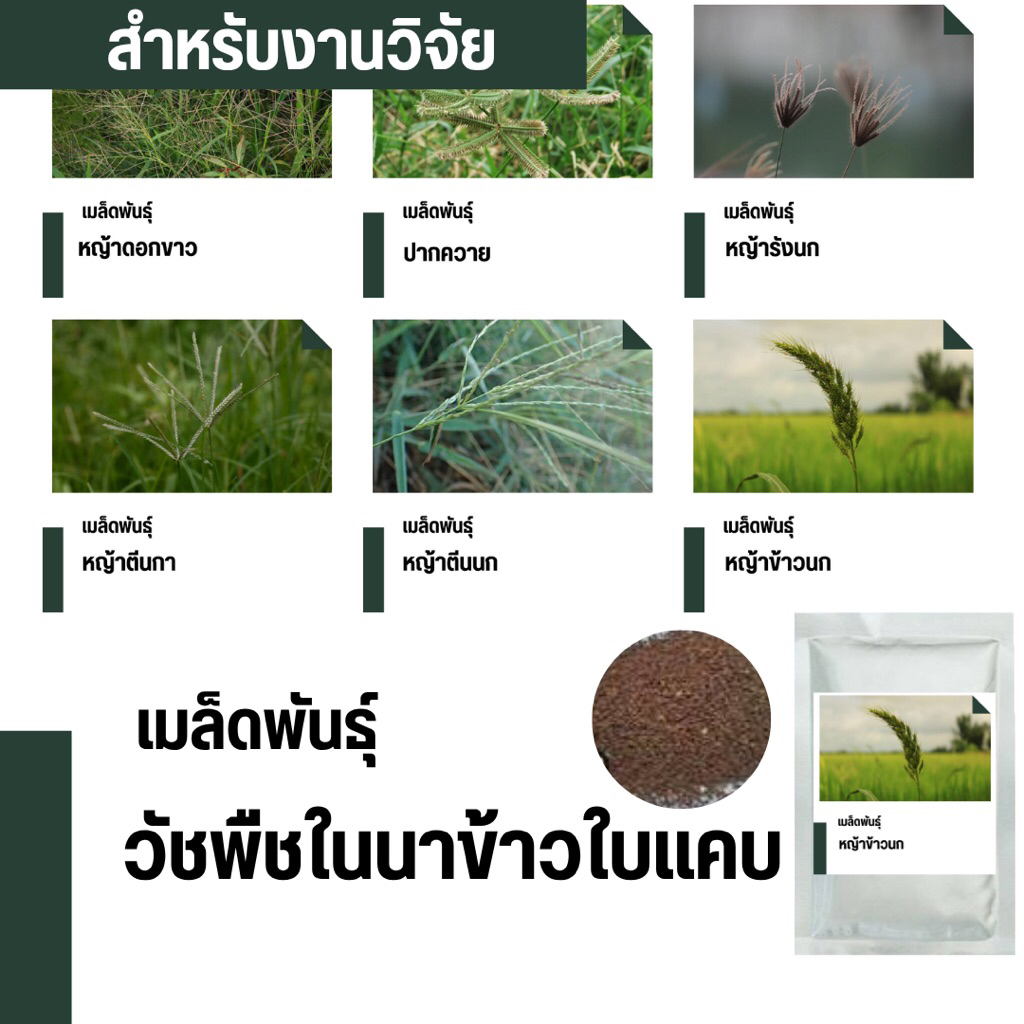 เมล็ดพันธุ์วัชพืชชนิดใบแคบ สำหรับงานศึกษาวิจัย